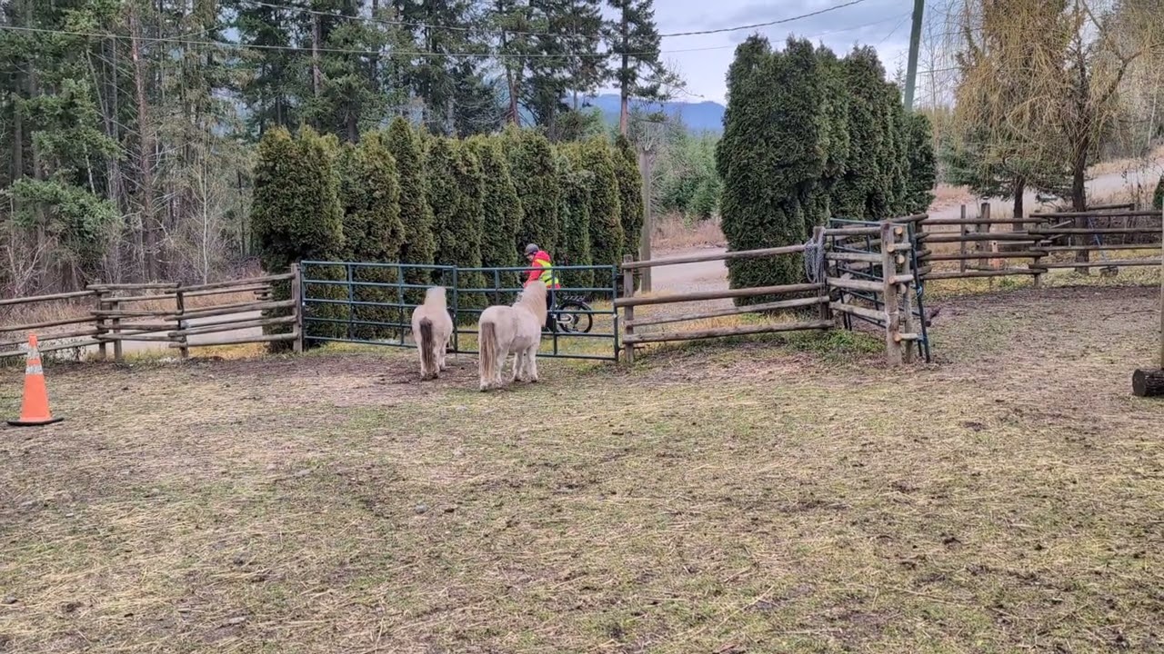 Introducing my bike to the mini horses 