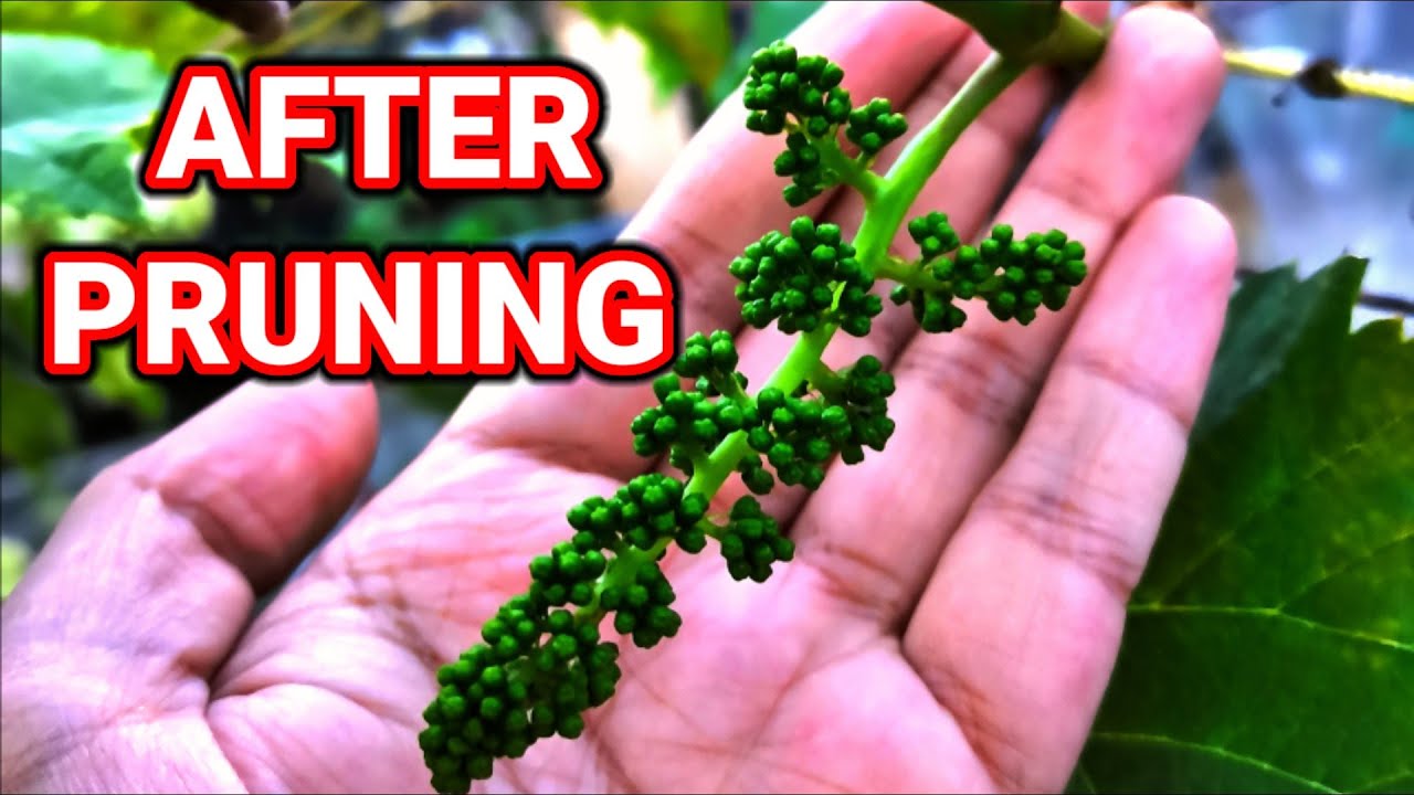 Paano magpabunga ng ubas | How grapes bear fruits and flowers
