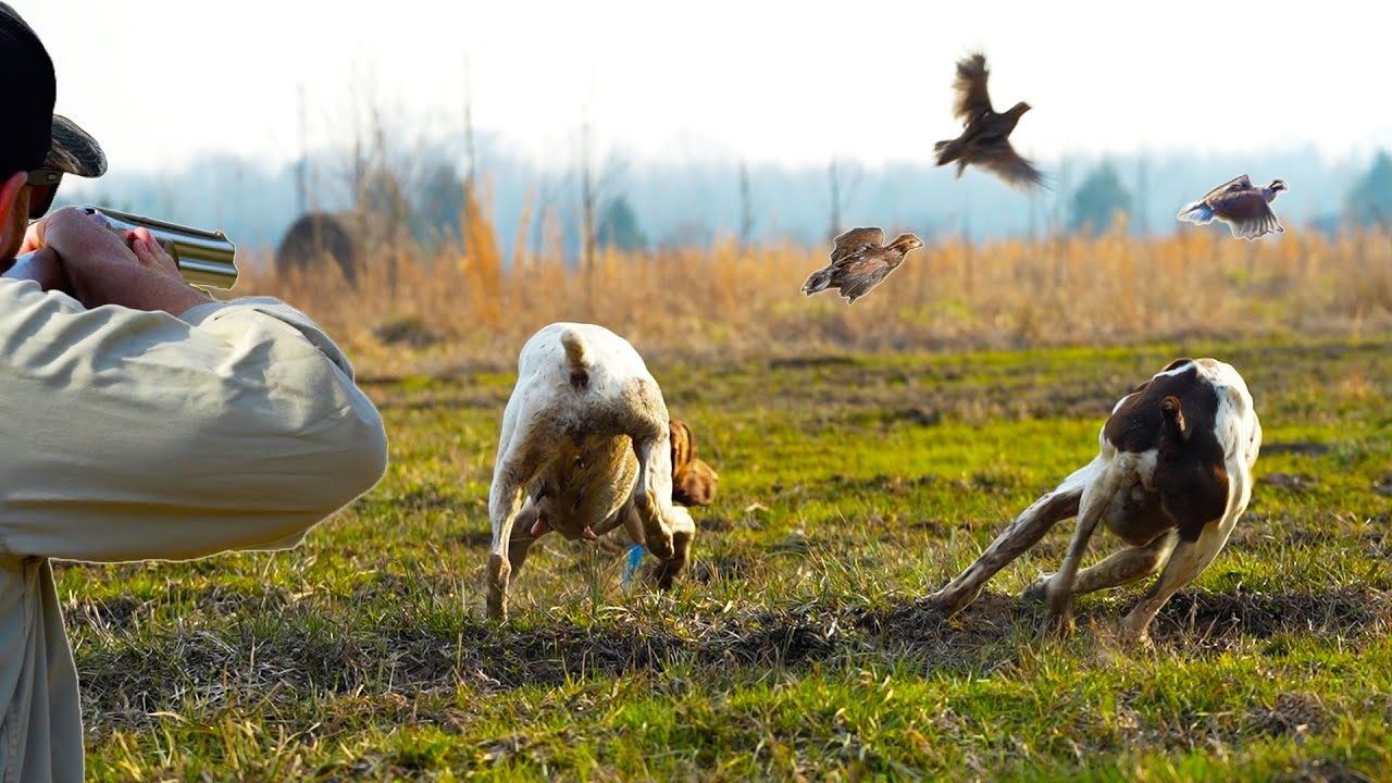 Quail Hunting with Dogs in Mississippi