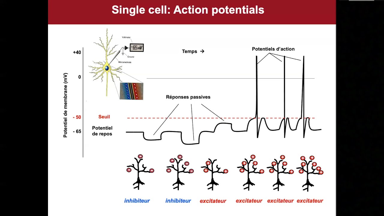 Lecture 1 3   EEG Basics   Serge Vulliemoz