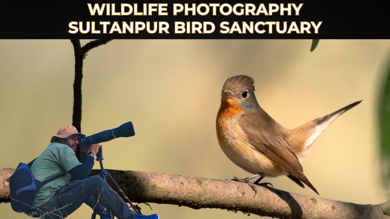 A Rare WHITE-TAILED EAGLE Has Arrived in Sultanpur Bird Sanctuary | Wildlife Photography