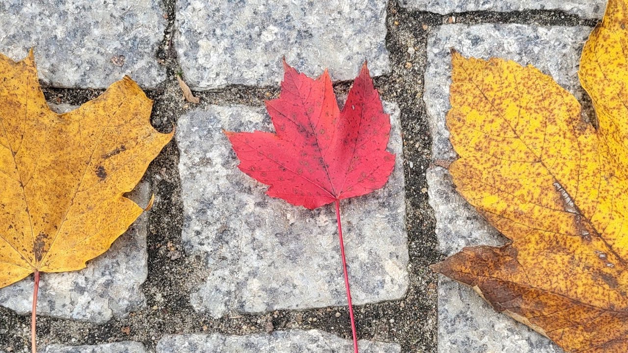 Klon czerwony Acer rubrum, ciekawy akcent kolorystyczny w jesiennej ż&oacute;łci park&oacute;w