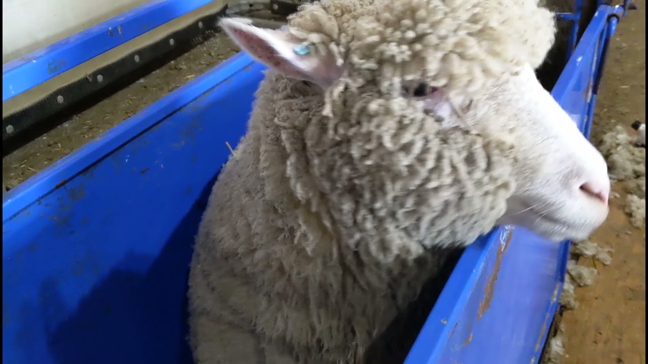 Shearing Day