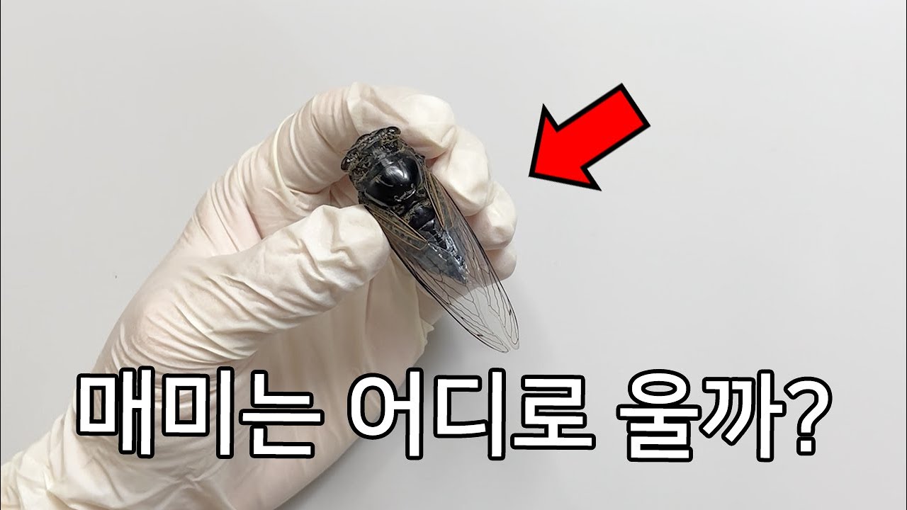 이 영상을 보면 죽은 매미도 울게 할 수 있습니다..! - 매미 해부