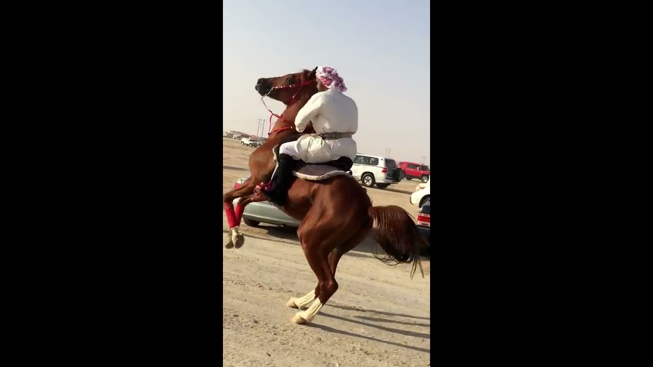 اقبالة ال رشيد يام على ابن حثلين