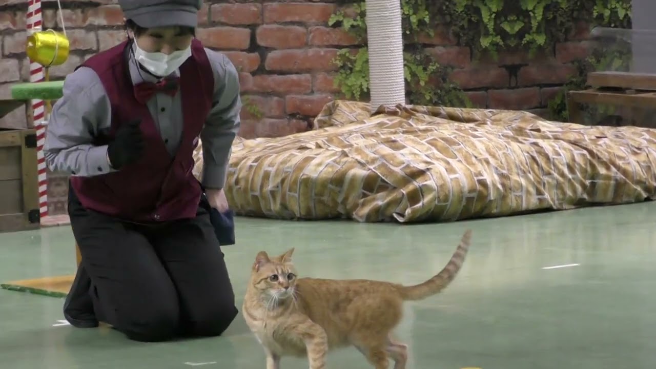 みんなでニャー！ついについに3年ぶり開催ザ・キャッツ　那須どうぶつ王国にて　2023年3月18日　　 00310