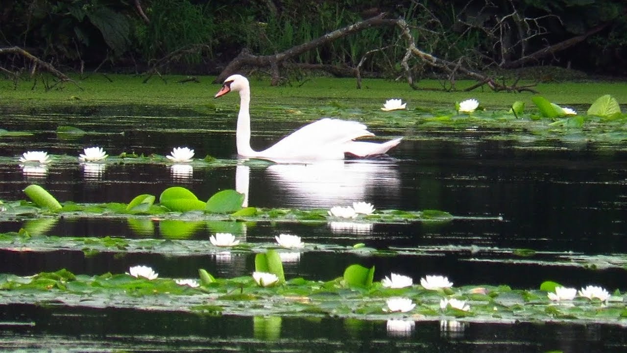 THE LONE SWAN