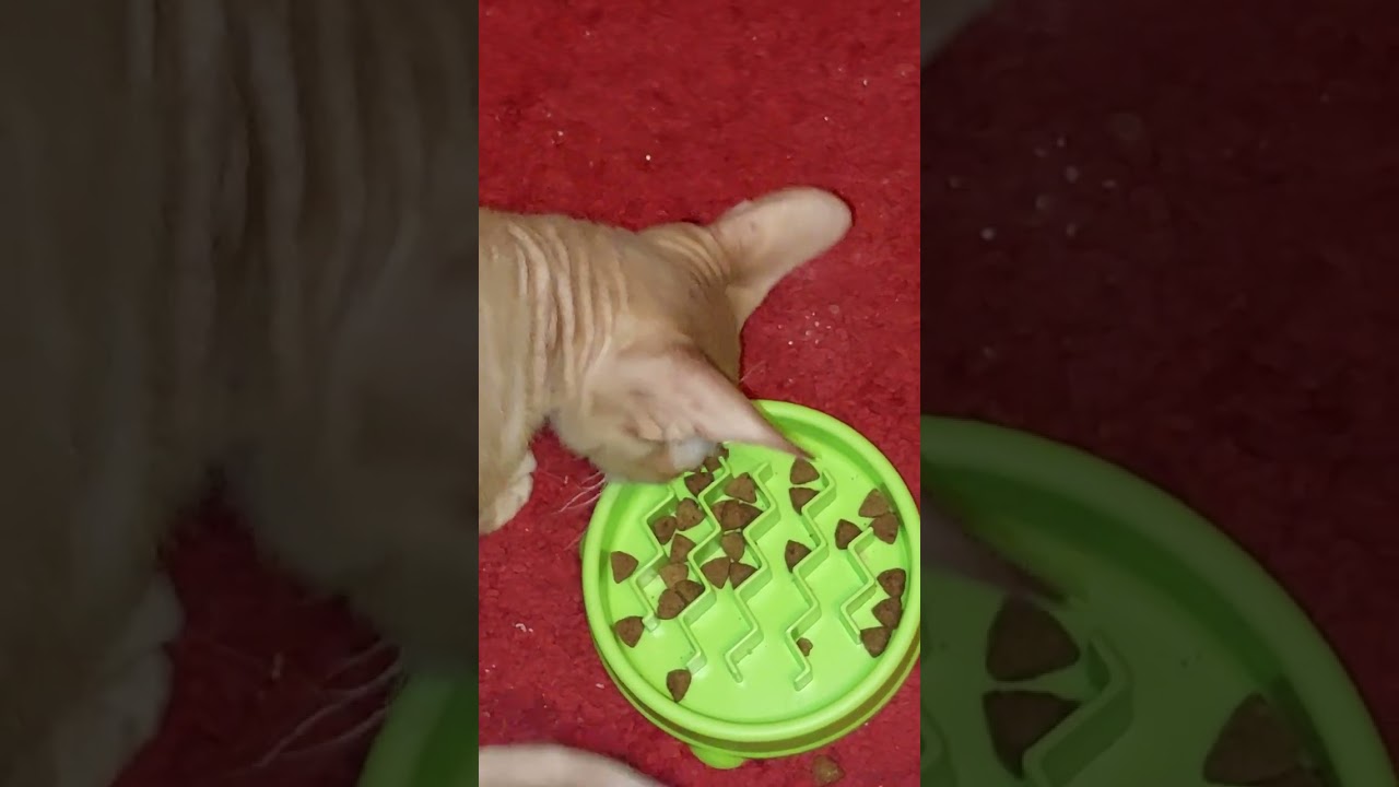 Bowls designed to slow down cats eating do they work? Bought one from just for pets yesterday..