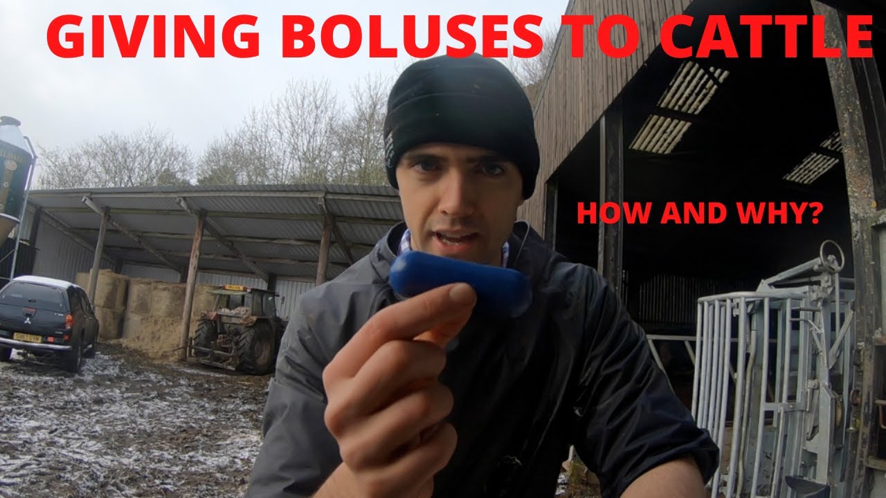 GIVING MINERAL BOLUSES TO CATTLE | TECHNICAL #3