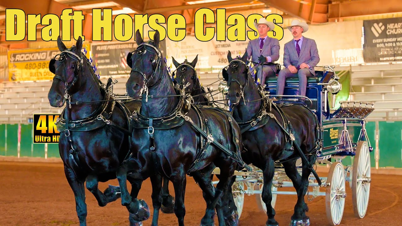Упряжка лошадей Western States Classic Draft Horses, 4 лошади