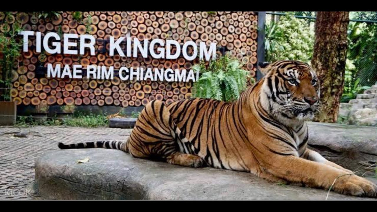 TIGER KINGDOM مملكة النمور بوكيت تايلاند