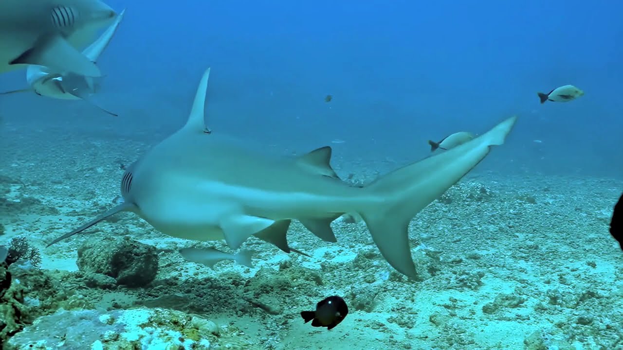 BULL SHARKS: LORDS OF SALT AND RIVER