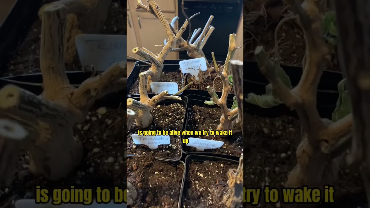 Are the overwintered pepper plants alive? Let&rsquo;s find out.