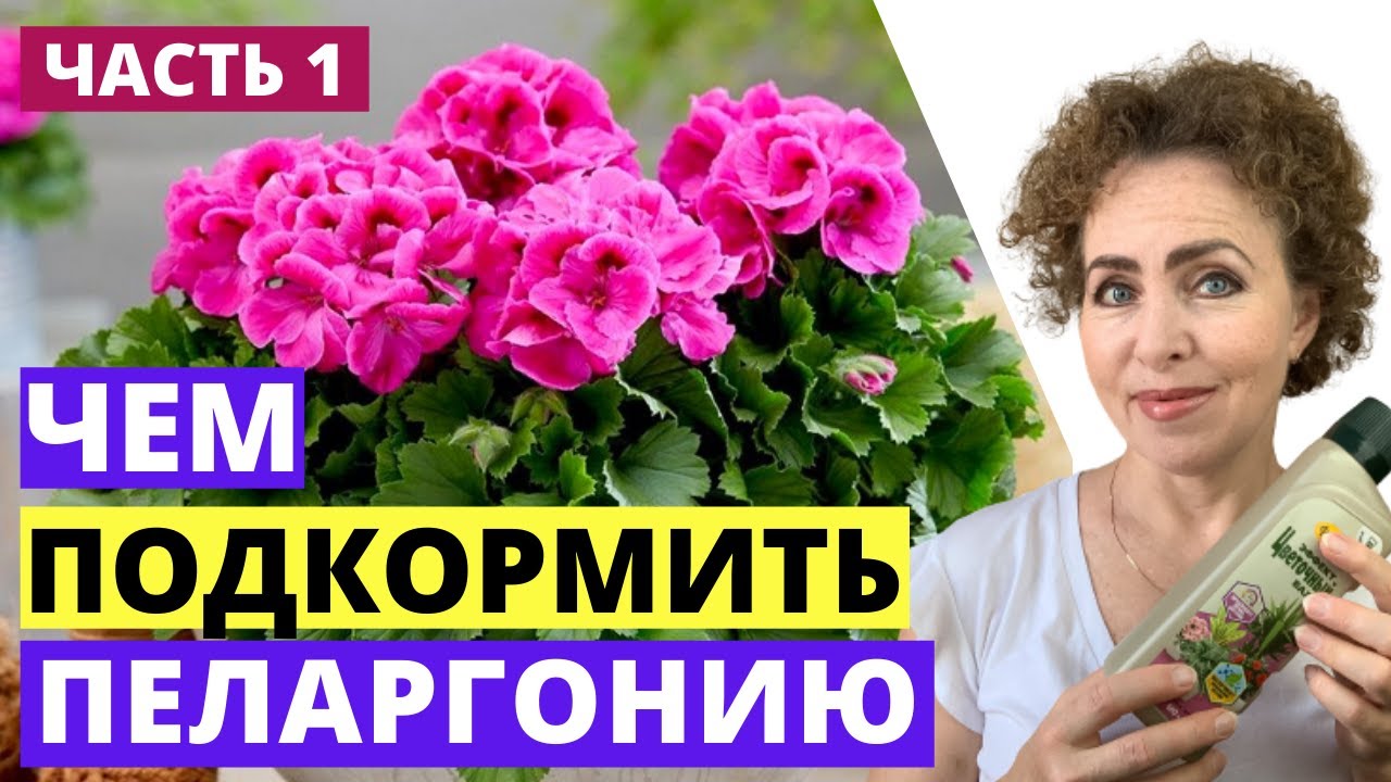 Подкормка ПЕЛАРГОНИИ. Подкормка ГЕРАНИ.