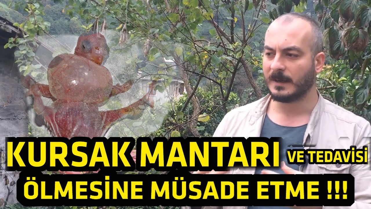 Muhabbet Kuşu Kursak Mantarı Tedavisi