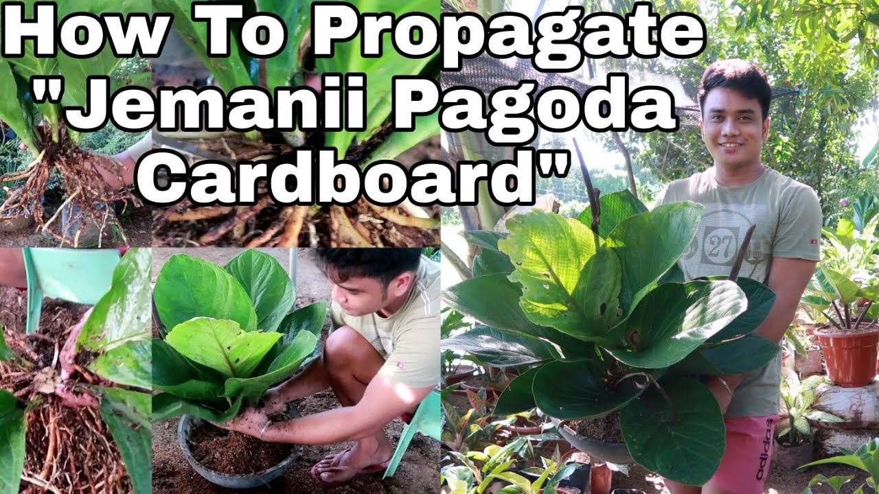 How To Propagate 