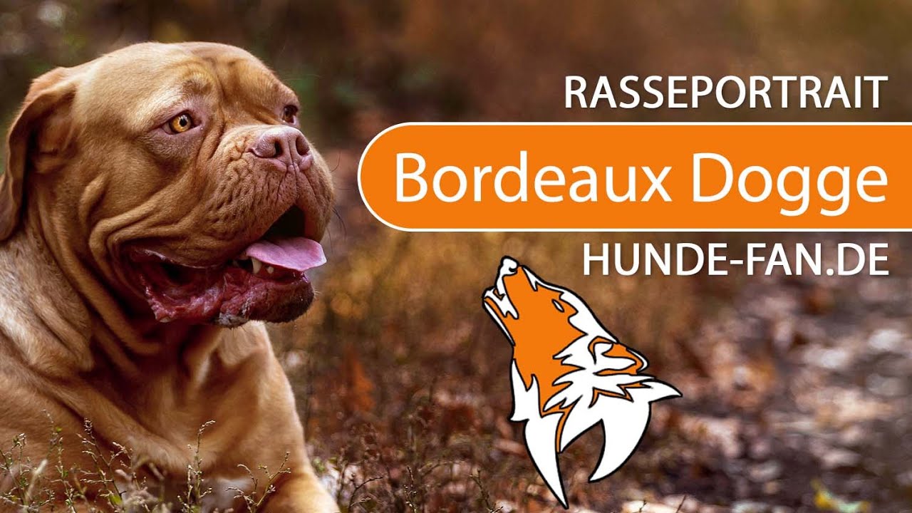 ► Bordeaux Dogge [2018] Rasse, Aussehen & Charakter