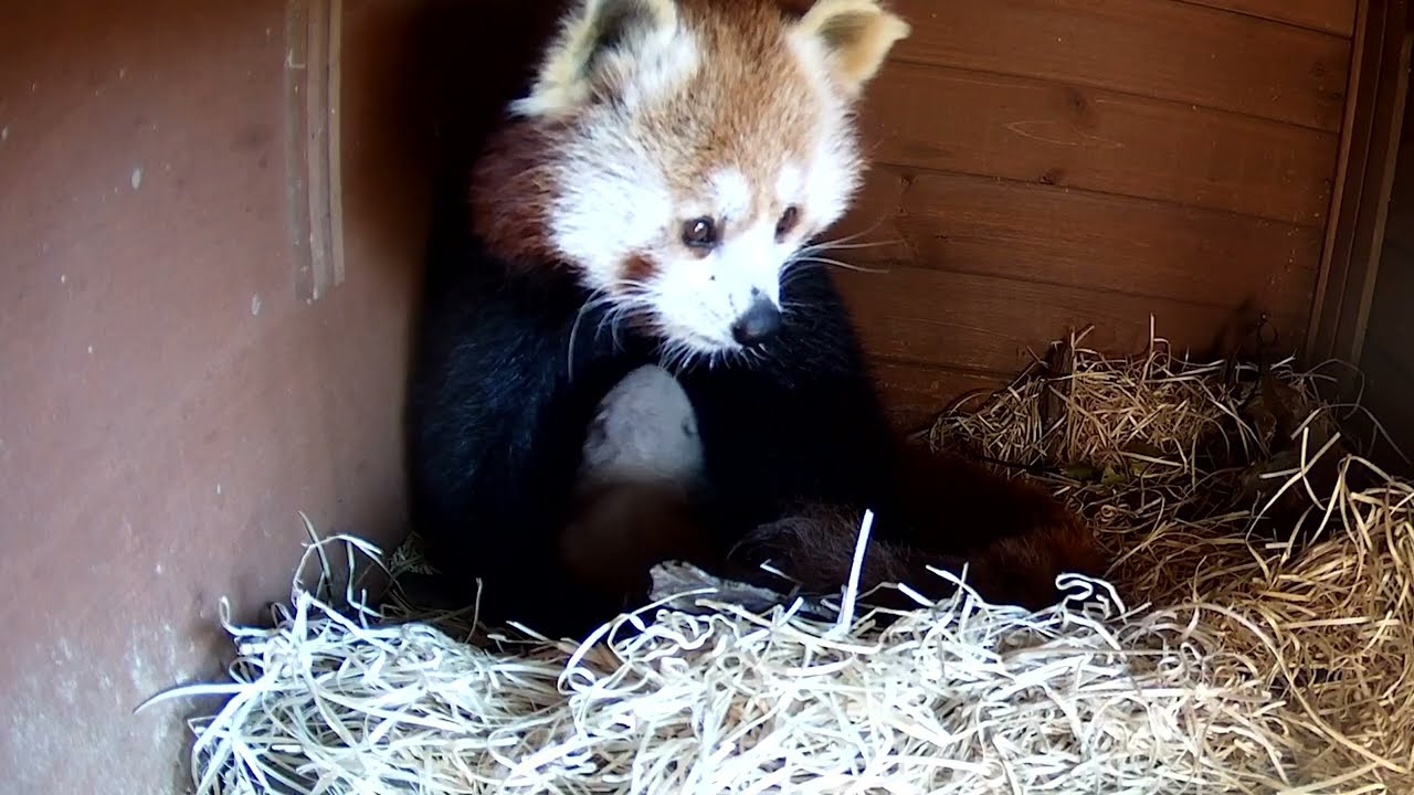 Zoom: al bioparco di Cumiana è nato un Panda Rosso