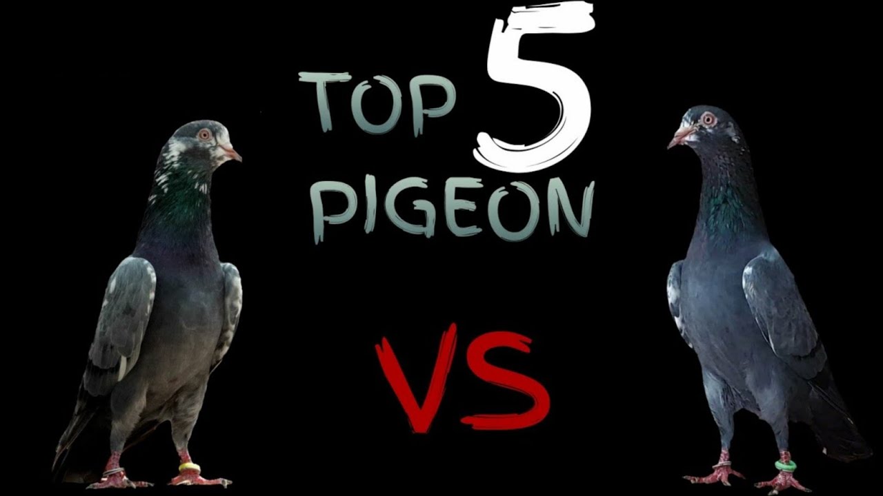 MOST Beautiful Pigeons in the World