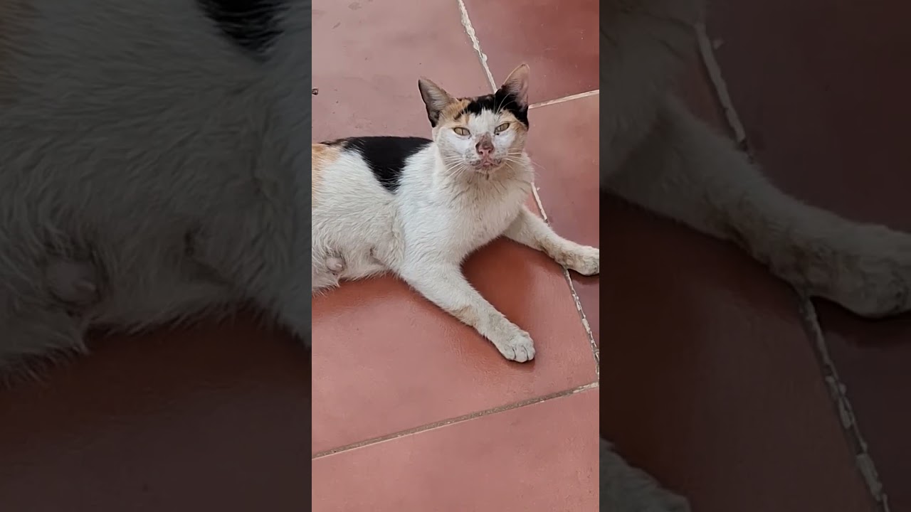 مساء الخير 