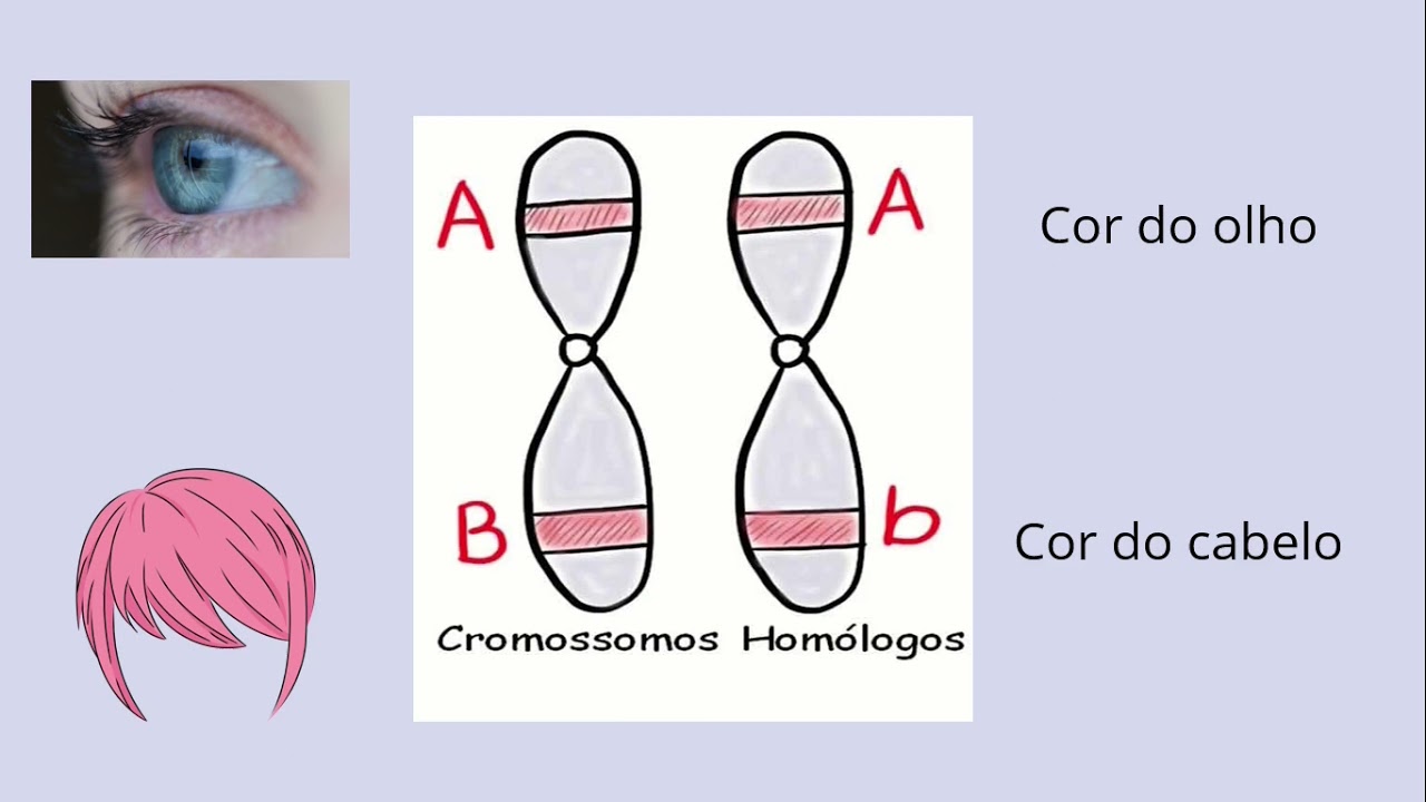 Defini&ccedil;&otilde;es R&aacute;pidas - Cromossomos Hom&oacute;logos