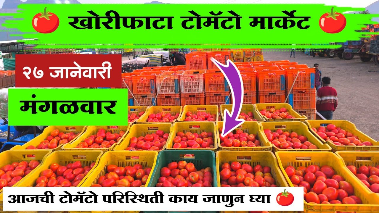 २७ जानेवारी २०२६ | टोमॅटो मार्केट डाऊन | खोरीफाटा टोमॅटो मार्केट भाव | Khoriphata Tomato Bhav 