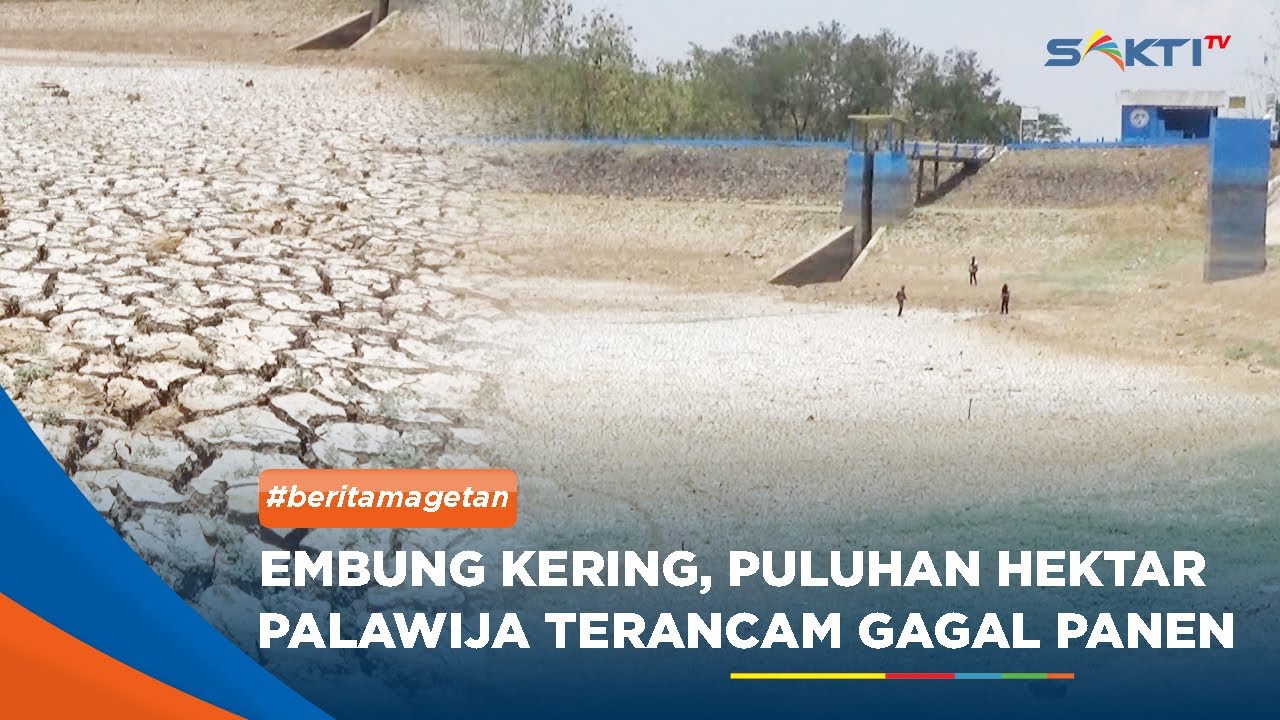 MAGETAN - Embung Kering, Puluhan Hektar Tanaman Palawija Terancam Gagal Panen