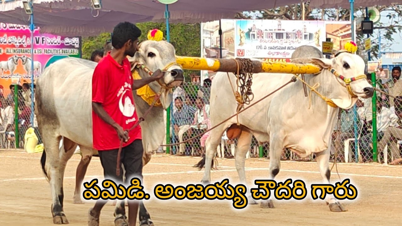రెంటచింతల 6పళ్ళు 11వ పమిడి అంజయ్య చౌదరి గారు ప్రత్తిపాడు గుంటూరు జిల్లా...