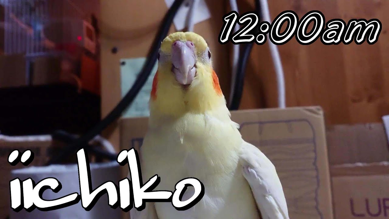 ピロートーク（笑）