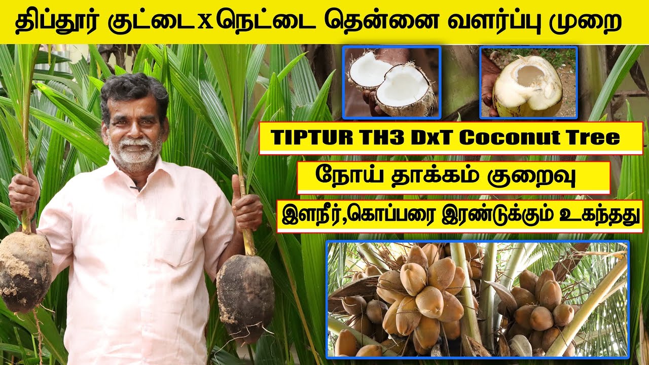 🔸திப்தூர் குட்டைxநெட்டை தென்னை மரம் வளர்ப்பு🔸நோய் தாக்கம் குறைவு🔸TIPTUR TH3 DxT Coconut