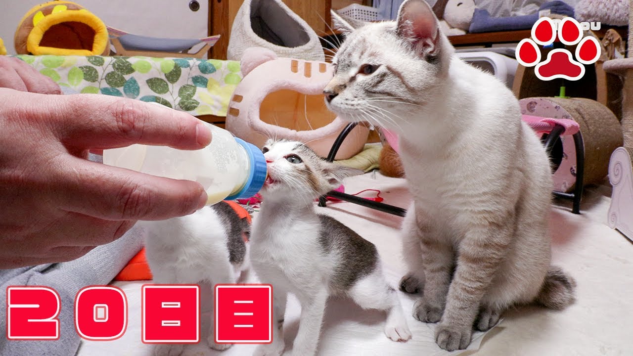 【20日目】生後5ヶ月のアンジュがついにミルクをゲット！必死に飲む姿が可愛い【瀬戸のきなこ日記】