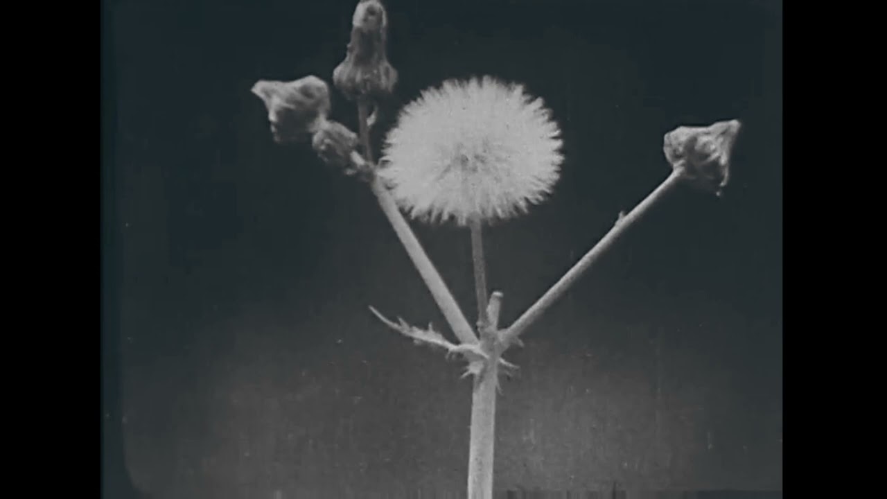 dandelion flow