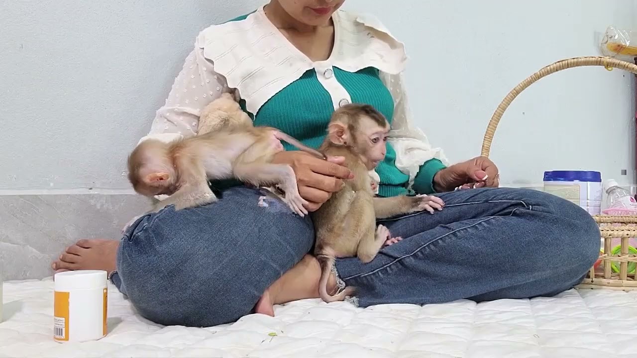 OMG, Now it's time to play, Mom asks the two monkeys to play ball (2)