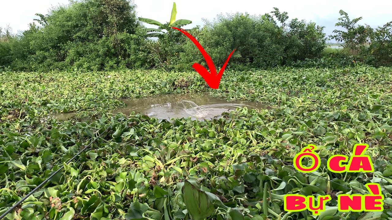 Câu Đài Cá Mè Vinh Chỉ Là Thả Mồi Xuống Là Giật Cá Liền | Fishing Miền Tây