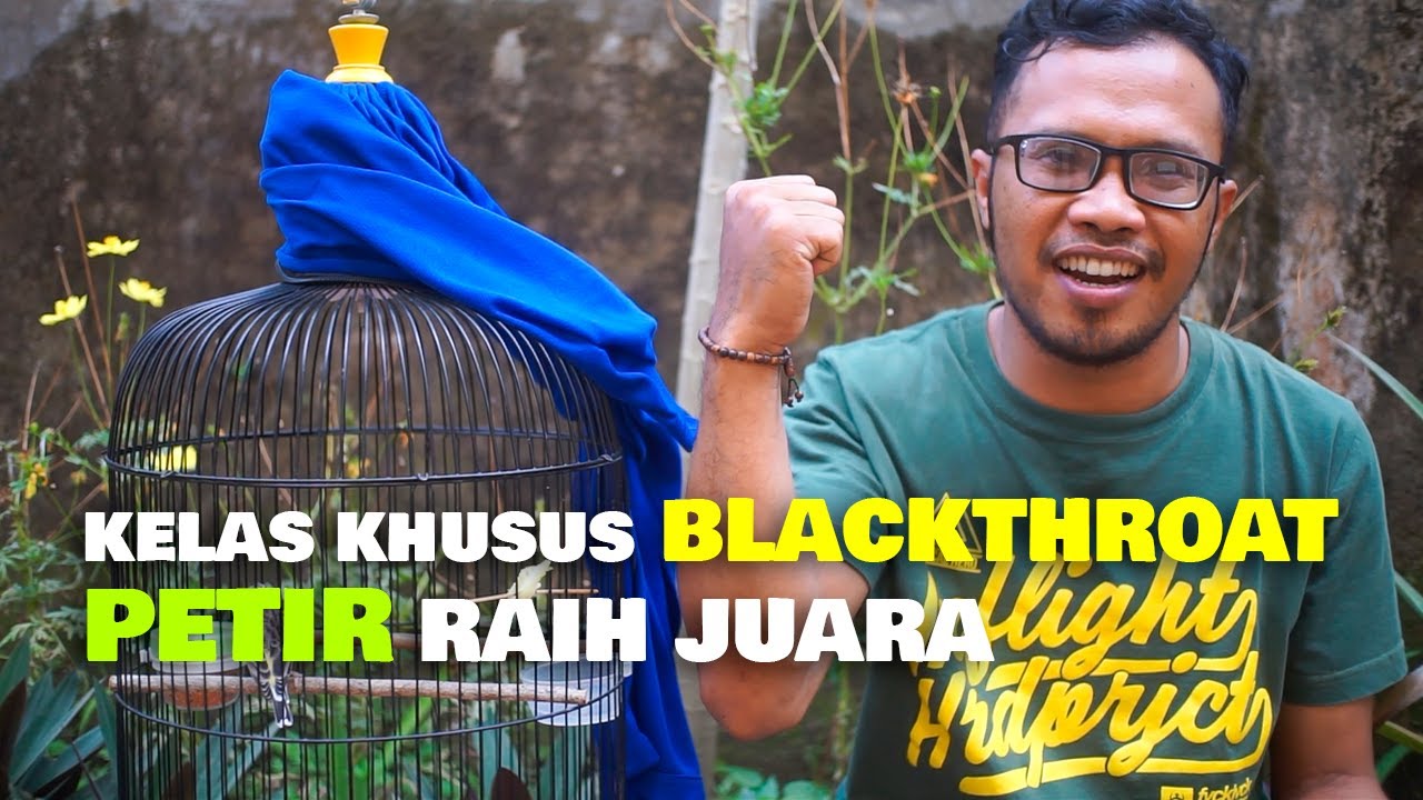 KELAS KHUSUS BLACKTHROAT , PETIR RAIH JUARA