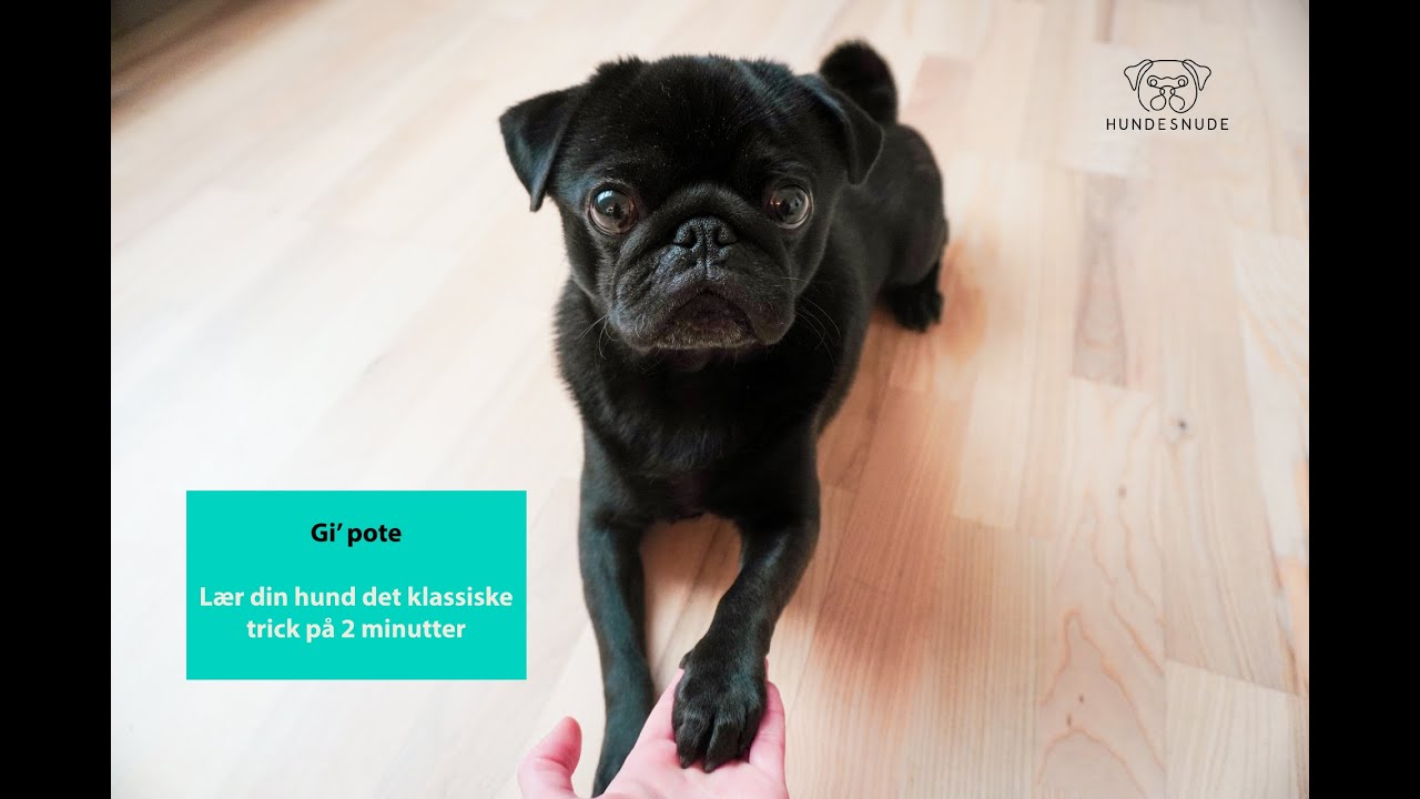 Gi' pote: Lær din hund at give pote