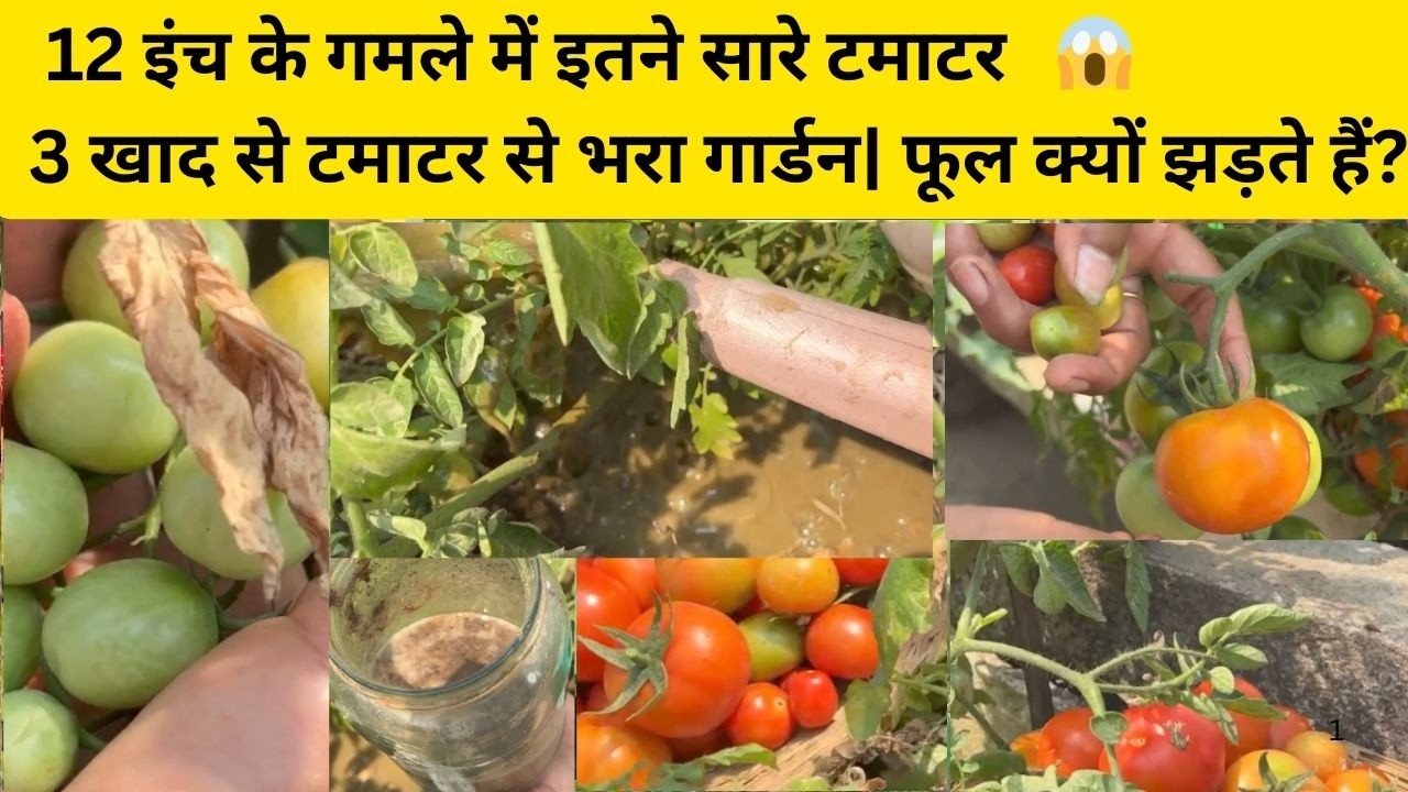 टमाटर के फूल क्यों झड़ते हैं? 😱 | 12 इंच के गमले में इतने सारे टमाटर | 3 खाद का सीक्रेट