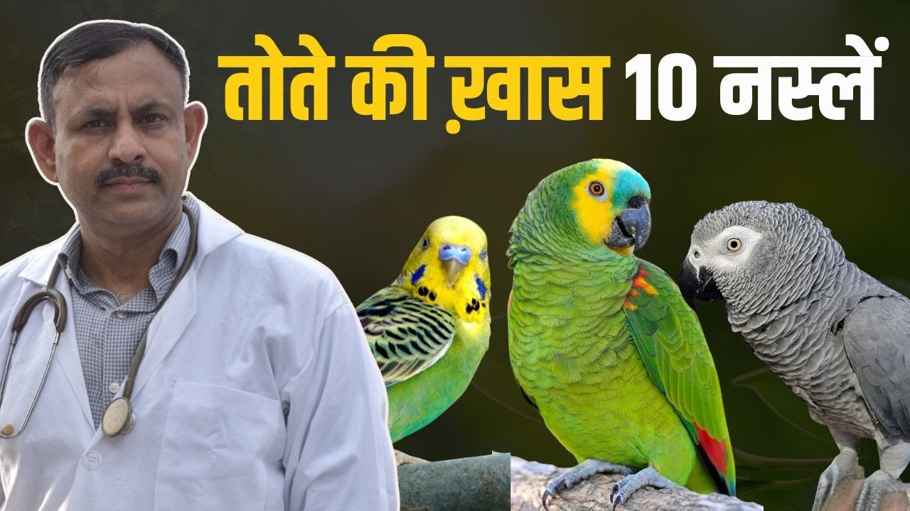 तोते की खास 10 नस्ल | Top 10 Parrot Breeds | Dr Nagender Yadav