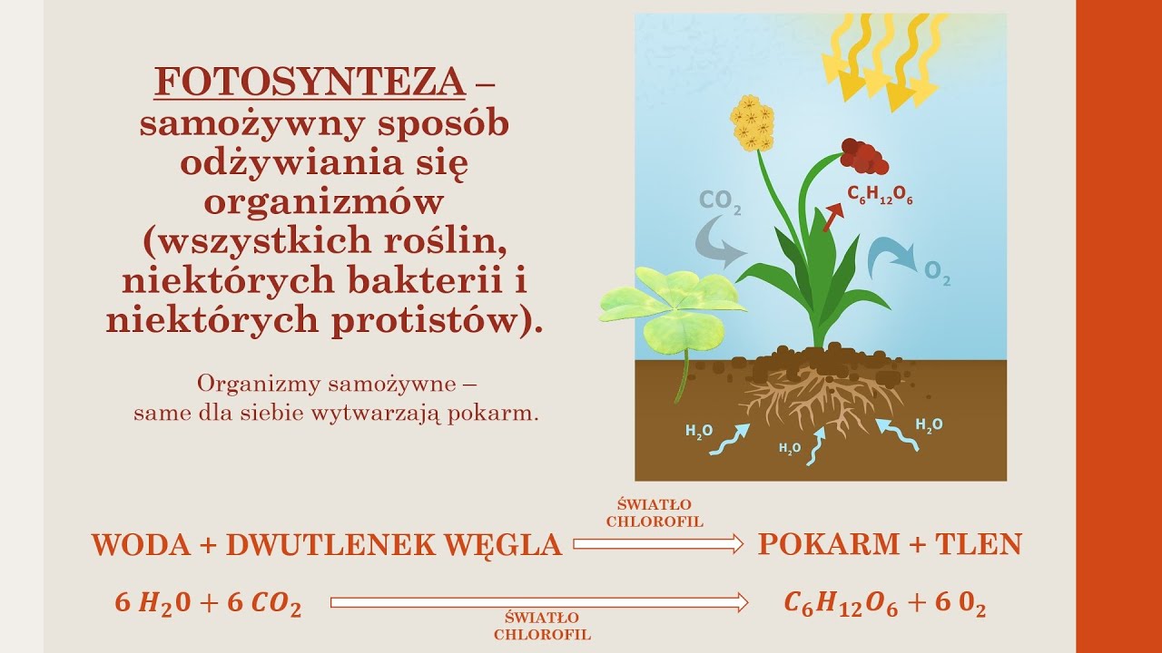 Budowa i czynności życiowe organizmów - PODSUMOWANIE WIADOMOŚCI (biologia, szkoła podstawowa)