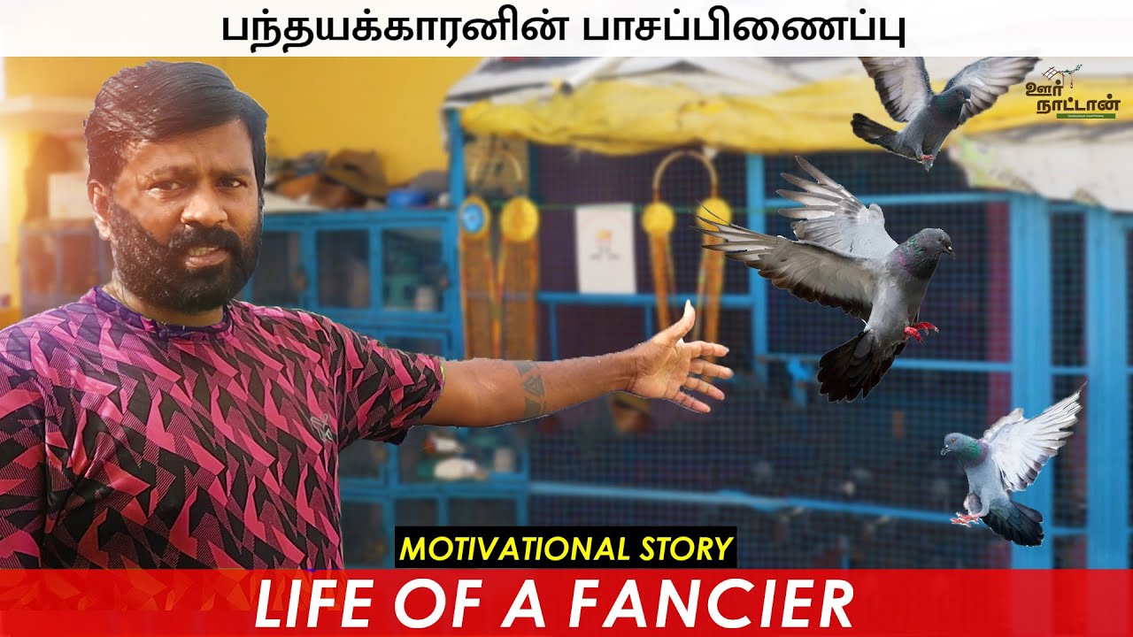 புறா கலைஞர்களின் மனதை வென்றெடுத்த பந்தயகாரன் | Homer Pigeon  | Oor Naattan