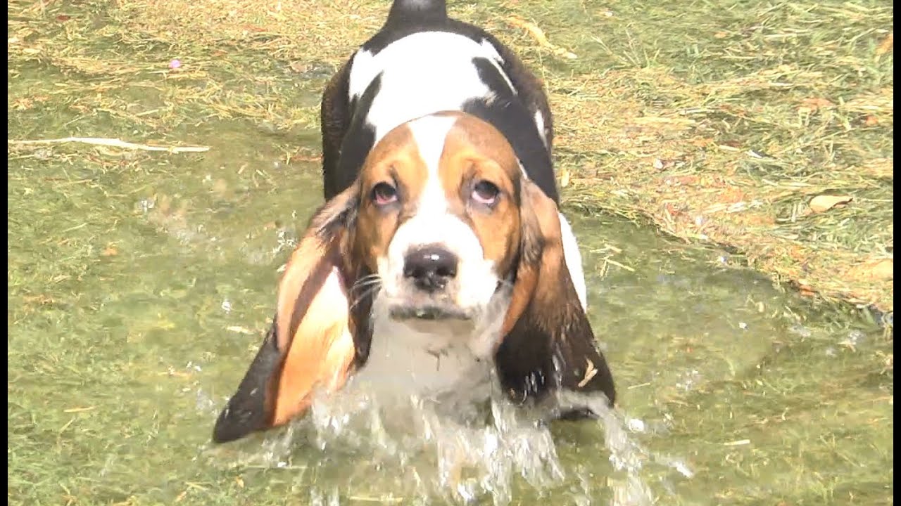 Baby Basset Hounds First Time Playing in Water! Way Too Cute!