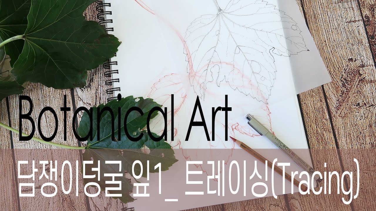 [Botanical Art] 스케치후 수채화종이에 트레이싱(전사)하는 법