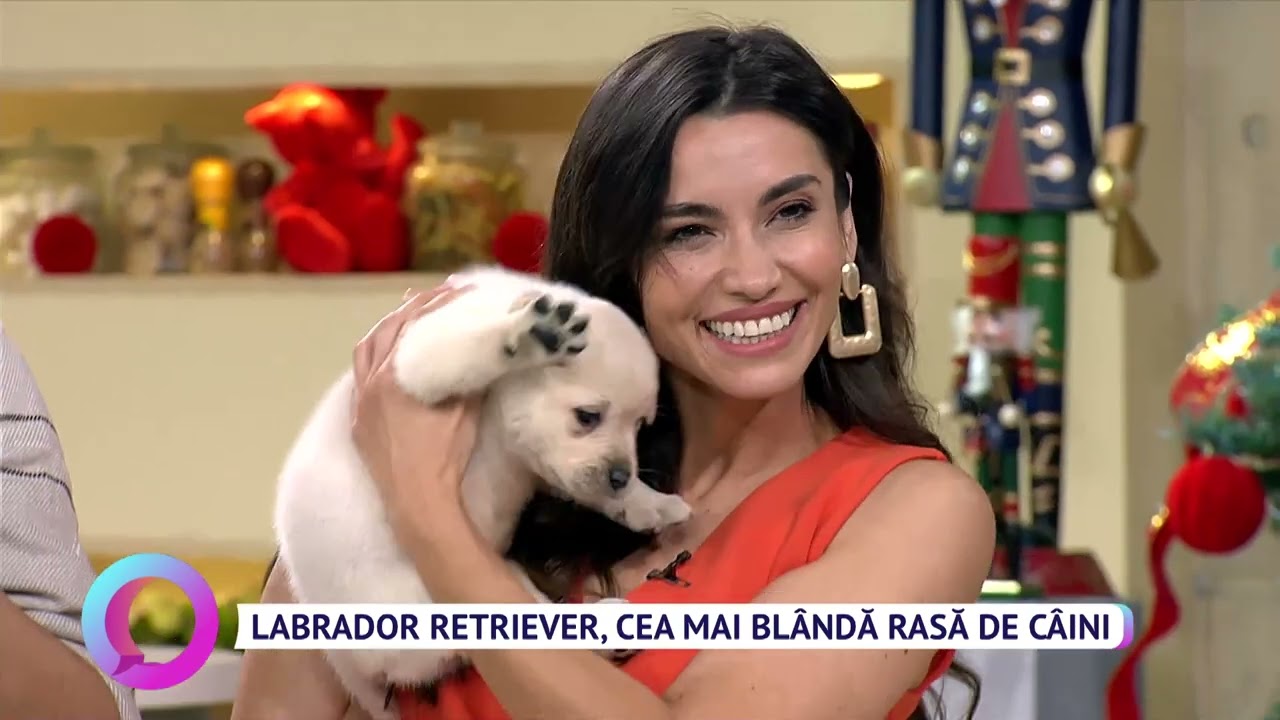 Labrador Retriever, cea mai blândă rasă de câini
