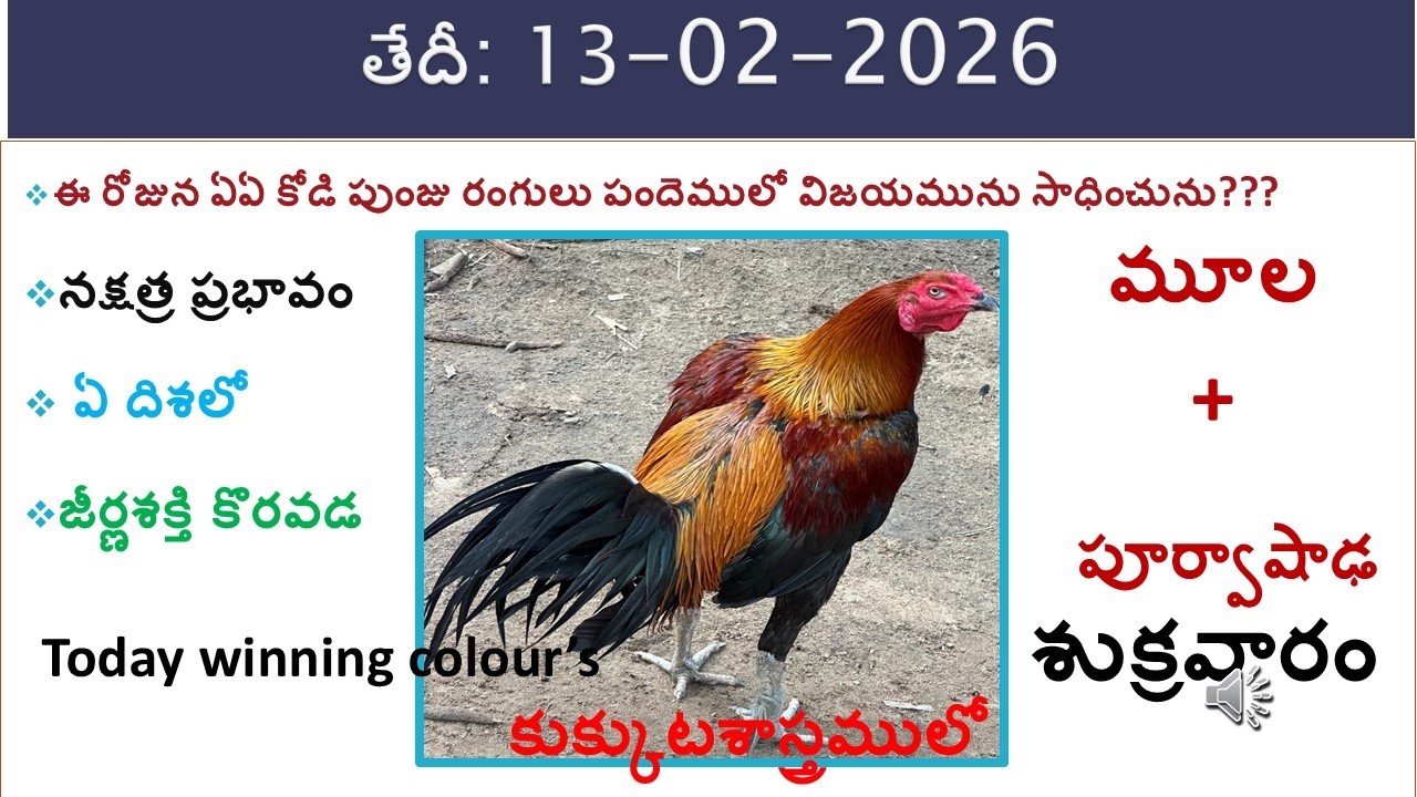 13 February 2026 today winning colours/Today winning colours /vision of kukkuta sastram in colours