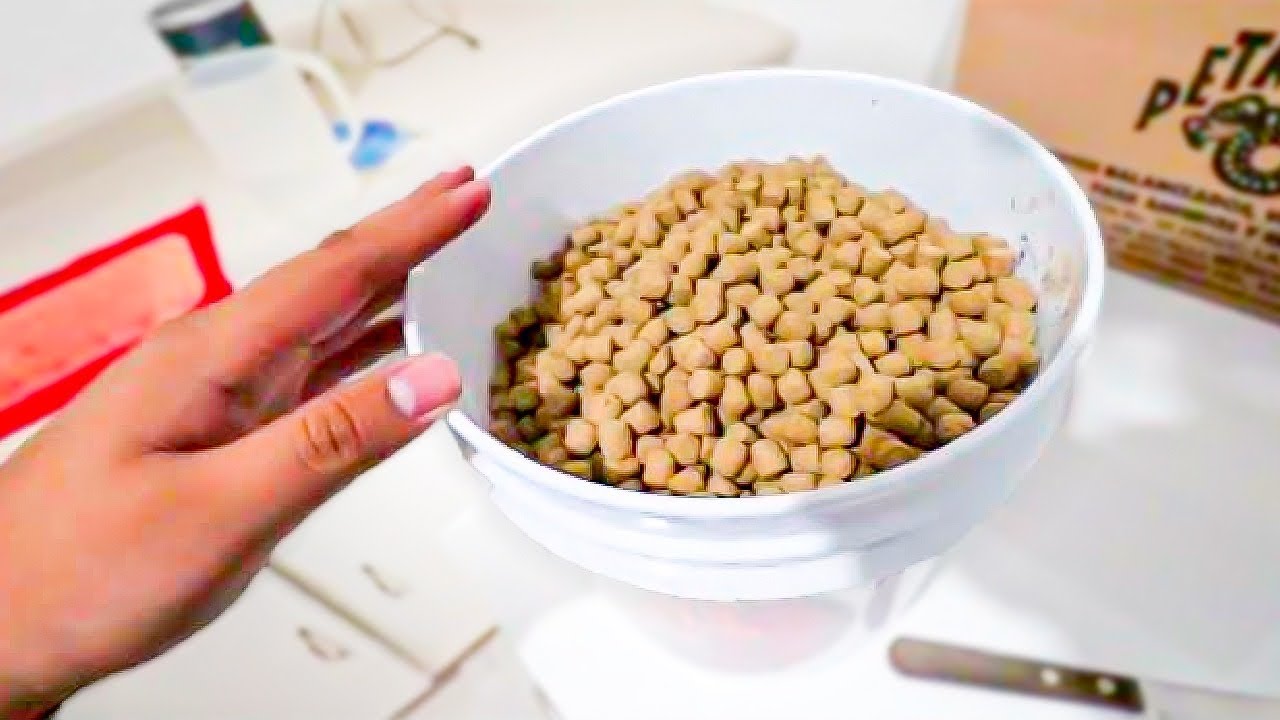 El MEJOR Alimento Para Tortugas