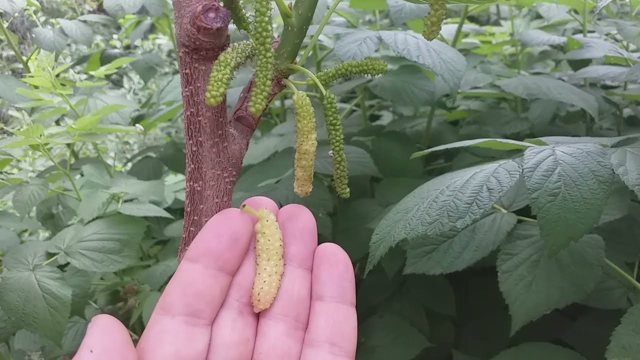 Новинка!!! Уникальные плоды шелковицы сорта Пакистан Белая (Mulberry Pakistan White)