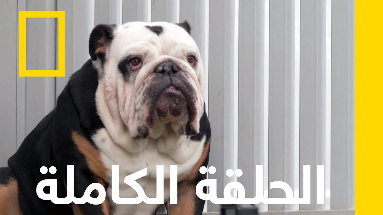 المعذب | إعادة تأهيل الكلاب | ناشونال جيوغرافيك أبوظبي