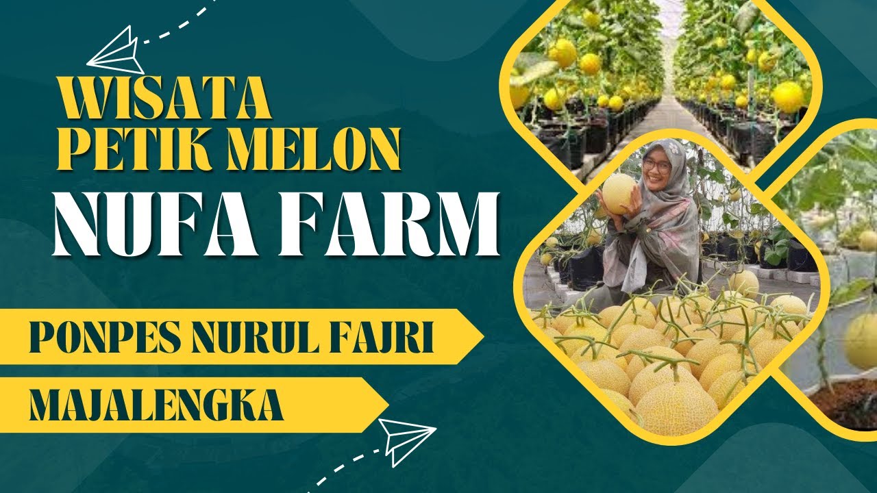 WISATA PETIK MELON DI NUFA FARM PONPES NURUL FAJRI WERAGATI PALASAH MAJALENGKA