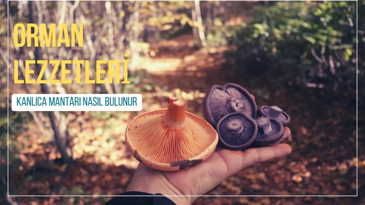 Ormanda Mantar avı / Kanlıca Mantarı Nasıl Bulunur / Mantar &Ccedil;eşitleri  #mushroom #mantaravı #orman