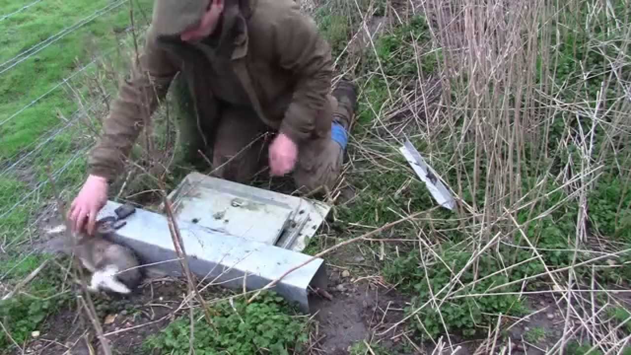 Ferreting: Trapping